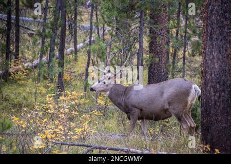 Im Herbst oder Herbst zieht ein ausgewachsener Vierpunkt-Maultierhirsch im Grand Teton National Park in Jackson, Wyoming, durch Sträucher Stockfoto