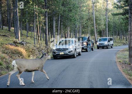 Auf der Signal Mountain Road, dem Grand Teton National Park, Wyoming, USA, überquert ein ausgewachsener Eselhirsch die Straße vor Autos Stockfoto