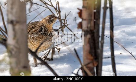 Weibliche Rüschenhuhn (Bonasa umbellus), die im Schnee durch die Bäume wandern Stockfoto