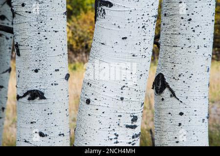 Weiße Espen-Unterhosen aus nächster Nähe mit Herbstfarben im Hintergrund, Grand Teton National Park, Wyoming, USA Stockfoto