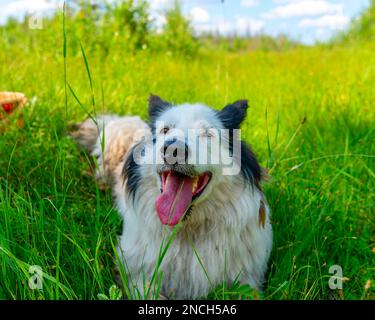 Ein weißer alter Hund der Rasse Yakut Laika liegt mit offenem Mund auf dem grünen Gras im Wald und lächelt tagsüber. Stockfoto