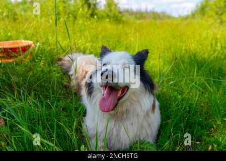 Das Porträt eines weißen Hundes Yakut Laika liegt auf dem grünen Gras im Wald mit offenem Mund und einem fröhlichen Lächeln im Sommer. Stockfoto