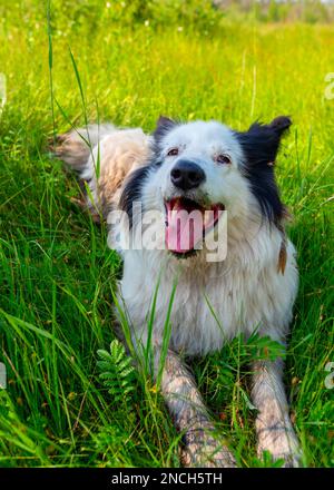 Das Porträt eines alten weißen Hundes Yakut Laika liegt auf dem Gras in einem Fichtenwald mit offenem Mund und fröhlichem Lächeln im Sommer. Vertikale Fra Stockfoto