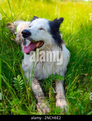 Das Porträt eines alten weißen Hundes, Yakut Laika, liegt auf dem grünen Gras im Wald, mit offenem Mund und fröhlichem Lächeln im Sommer. Vertikal fr Stockfoto