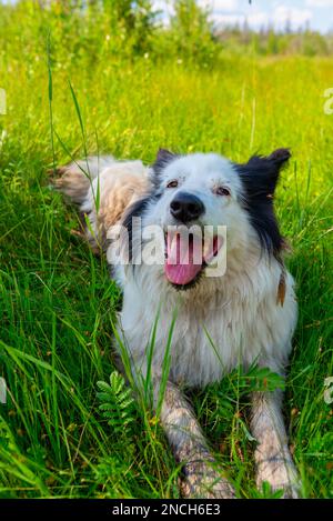 Das Porträt eines alten weißen Hundes, Yakut Laika, liegt auf dem Gras im Wald, mit offenem Mund und fröhlichem Lächeln im Sommer. Vertikaler Rahmen. Stockfoto