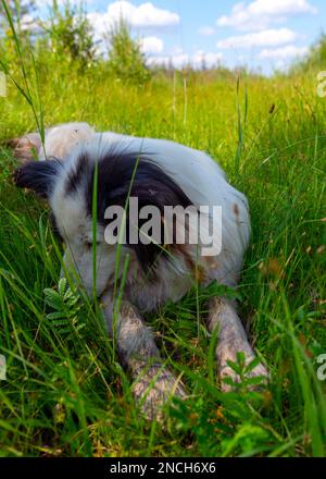 Ein alter weißer Hund der Rasse Yakut Laika liegt im grünen Gras, mit seinem Kopf im Sommer weggedreht. Stockfoto