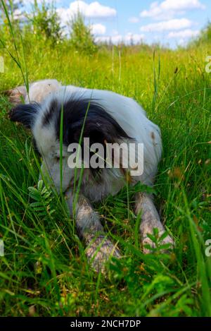 Ein alter weißer Hund der Rasse Yakut Laika liegt im grünen Gras, mit seinem Kopf im Sommernachmittag weggedreht. Stockfoto