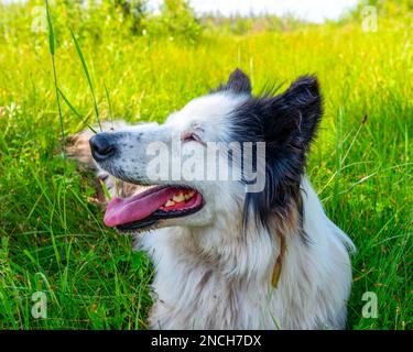 Das Porträt eines weißen Hundes, Yakut Laika, liegt auf dem grünen Gras im Wald, mit offenem Mund und lächelndem Lächeln an einem hellen Tag. Stockfoto