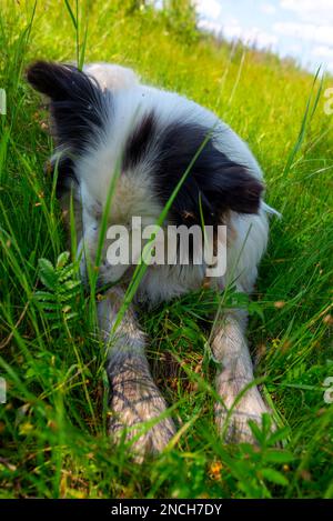 Ein alter weißer Hund der Rasse Yakut Laika liegt im grünen Gras mit abgedrehtem Kopf. Stockfoto