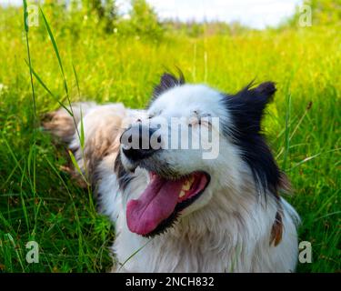 Porträt eines weißen Hundes der Rasse Yakut Laika liegt auf dem grünen Gras im Wald mit offenem Mund und fröhlichem Lächeln während des Tages. Stockfoto