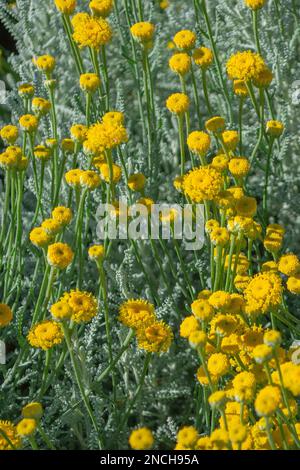 Santolina chamaecyparissus oder Cotton Lavender ist ein kleiner, aromatischer, immergrüner, sich leicht ausbreitender Strauch mit kompakter Angewohnheit. Stockfoto