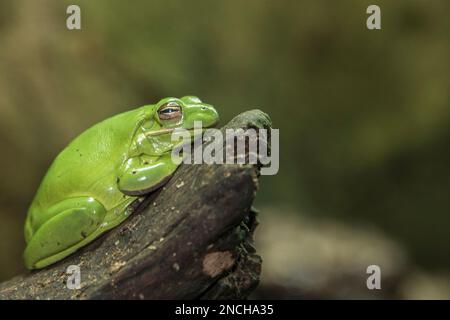 Ein großer grüner Frosch sitzt geduldig auf einem Stock und wartet auf ein leckeres Essen. Aquarium in Virginia Beach, Virginia, USA Stockfoto