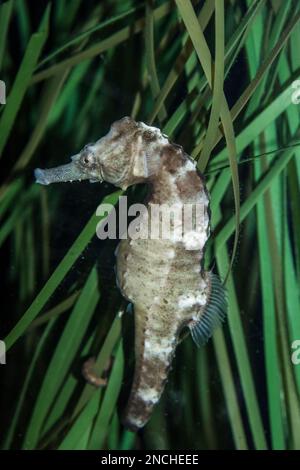 Ein Seepferdchen, das von Männern oder Nordseepferdchen gesäumt wird, hängt in einem Aquarium im Aquarium in Virginia Beach, Virginia, USA, am Gras fest Stockfoto