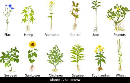 Technische Blumen Pflanzen Set mit flachen, isolierten Ikonen aus Flachs-Baumwolljute und anderen nutzbaren Pflanzen Vektordarstellung Stock Vektor