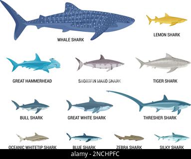 Haigrößen flache Reihe isolierter Symbole mit Blick auf kleine und große Fische mit Textvektordarstellung Stock Vektor