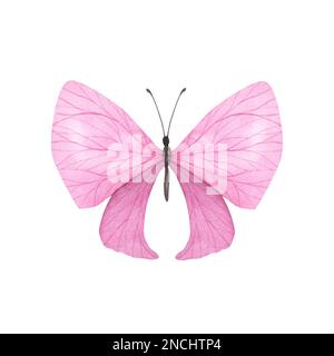 Pinkfarbener leichter Schmetterling mit detaillierten Flügeln auf weißem Hintergrund. Aquarell handgezeichnete realistische Insektenlustration für Design-Banner, Poster. Stockfoto