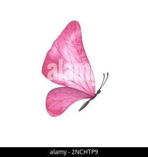 Magentafarbener Schmetterling mit detaillierten Flügeln auf weißem Hintergrund. Aquarell handgezeichnete realistische Insektenlustration für Design-Banner, Poster. Stockfoto