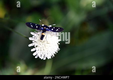 Nahaufnahme einer neunfleckigen Motte/gelben gürtelburnet (Amata phegea) auf einer weißen Blume mit verschwommenem Hintergrund. Horizontales Bild mit selektivem Fokus Stockfoto