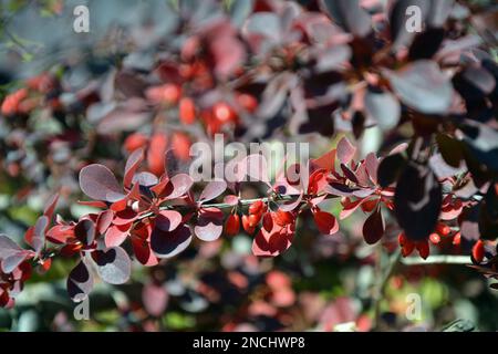 Verengung der Zweige mit roten Blättern und den reifen Früchten der japanischen Barbeere (Berberis thunbergii) im Herbst. Horizontales Bild, selektiver Fokus Stockfoto