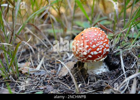 Nahaufnahme eines kleinen Pilzfliegenagars (Amanita muscaria). Horizontales Bild mit selektivem Fokus und Kopierbereich Stockfoto