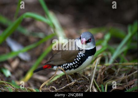 Diamond FiRetail Finches (Stagonopleura guttata) sind in den Wäldern von Victoria und NSW, Australien, ziemlich verbreitet - außer in der Gegend von Melbourne. Stockfoto