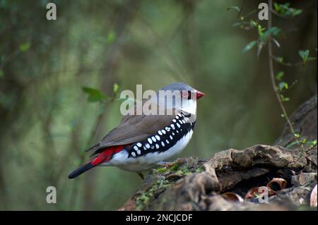 Diamond FiRetail Finches (Stagonopleura guttata) sind in den Wäldern von Victoria und NSW, Australien, ziemlich verbreitet - außer in der Gegend von Melbourne. Stockfoto