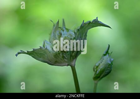 Nahaufnahme einer noch geschlossenen Blume einer Kohldistel Stockfoto