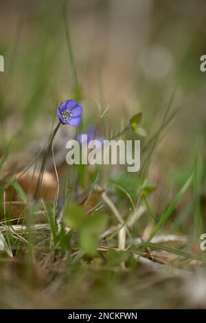 Einzelne Hepatica auf Wiese, verschwommener Hintergrund Stockfoto