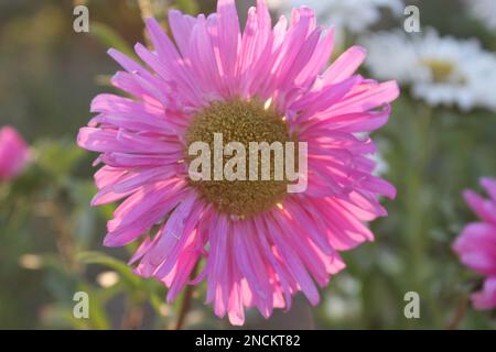 Dunkelrosa Gerbera blüht. Osterblumen. Wunderschöne lila Osterblume auf grünem Hintergrund. Zinnia-Blume Stockfoto