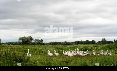 Eine große Herde weißer Hausgänse soll genau einen Anführer im Dorf auf einem grünen Feld unter stürmischen Wolken bauen Stockfoto