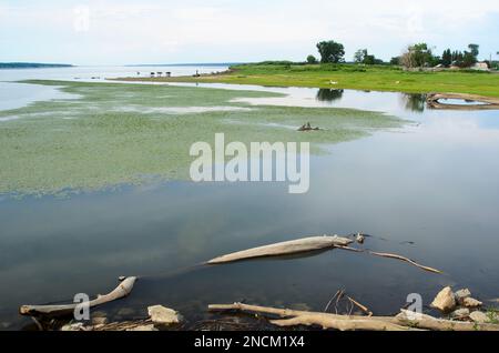 Kühe stehen an einem Bewässerungsort in der Nähe des großen Flusses am Horizont, in der Nähe eines Waldes und eines Dorfes mit grünen Feldern im Hintergrund von Bay Water Stockfoto