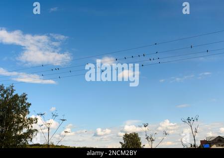 Gruppe kleiner Vögel, städtische Vögel schlucken (Haus Martins), die auf den Kabeln der Stromleitungen im Dorf unter den Häusern und Bäumen mit Gras sitzen Stockfoto