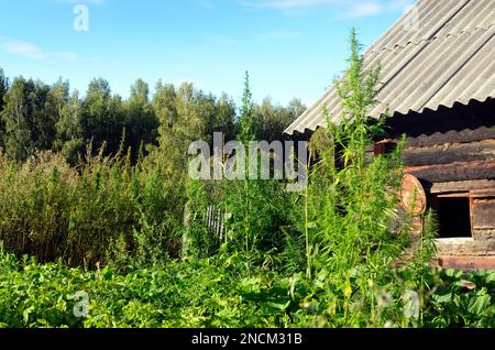 Große grüne Büsche von wildem Cannabis Ruderalis im Garten des Dorfes Russisch-Sibirien wachsen auf dem Hintergrund der hölzernen Scheune Stockfoto