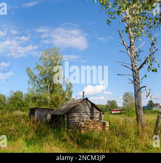 Kleines altes Holzhaus (Holzschuppen) im Dorf, mit gefalteter Holzwand, steht auf einem Feld in der Nähe der Birken im Wald an hellen Sommertagen Stockfoto