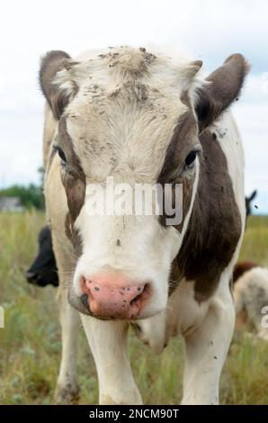 Das Gesicht des kleinen Kalbes weiß mit braunen Flecken auf den Augen und die Ohren mit einem leicht schmutzigen Haar, das auf die Kamera blickt und auf dem Hintergrund von grünem Fischen steht Stockfoto