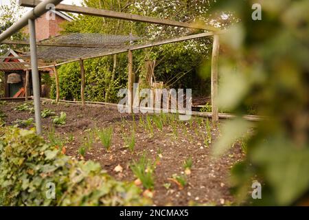 Gemeinschaftsküche Garten. Erhöhte Gartenbeete mit Pflanzen im Gemüsegarten. Gärtnerstunden für Kinder Stockfoto