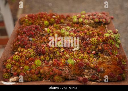 Ein Set Kaktus und saftig mit geklebten Unsterblichkeitsblumen, Hausdekoration, Hauspflanze. Verschiedene Arten von Kakteen Stockfoto