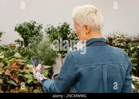 Eine Blumenfrau fotografiert eine Hauspflanze in einem Topf mit einem Handy. Stockfoto