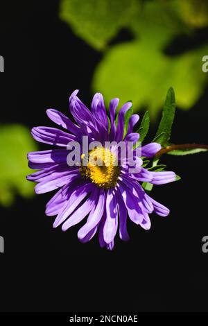 Ein vertikaler Schuss der Biene auf die lila Aster-Amellusblüte Stockfoto