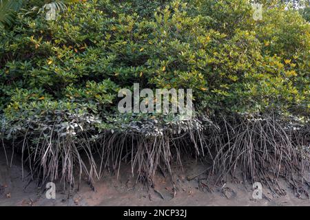 Mangrovenbaum-Wurzeln. Dieses Foto wurde aus dem Sundarbans-Nationalpark in Bangladesch gemacht. Stockfoto