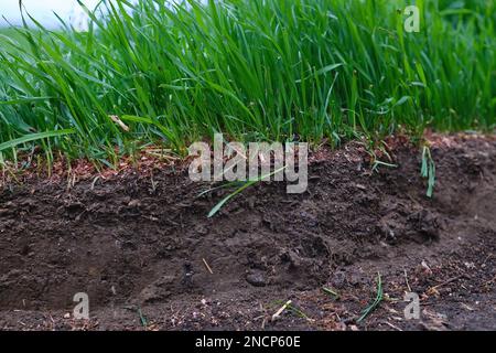 Querschnitt des Rasens mit grünen Graswurzeln auf bodennahem schwarzen Boden Stockfoto