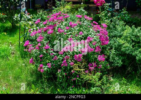 Großer Busch mit zarten rosafarbenen Blüten des Spiraea nipponica genpei Strauchs in voller Blüte und einem kleinen Grünen Juni Käfer, wunderschöner Blumenhintergrund im Freien Stockfoto