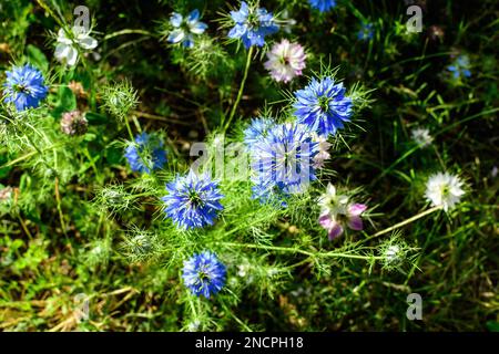 Kleine zarte blaue Blüten der Nigella sativa Pflanze, auch bekannt als Schwarzkümmel, Kreuzkümmel oder Kalanji, an einem sonnigen Sommertag, wunderschöne Blumenbas im Freien Stockfoto