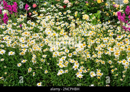 Viele lebhafte gelb-weiße Blumen der Kamille oder Kamille in einem Garten an einem sonnigen Frühlingstag, wunderschöne botanische Außenlandschaft mit Sele Stockfoto
