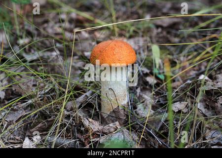 Orange cap Steinpilze. Ernte von Wald essbare Pilze. Eine junge steinpilze wächst in den Wald, ein Pilz mit einem roten Motorhaube und einem weißen Fuß unter den trockenen Stockfoto