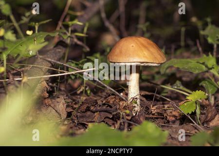 Pilze im wunderschönen Wald aus nächster Nähe auf dem Hintergrund von Gras, Essen Stockfoto