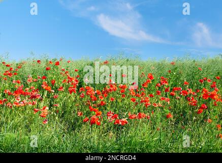 Roter Mohn auf einem offenen Feld mit Kopierraum. Blumen wachsen draußen im hohen Gras. Natürliche Schönheit in der Natur vor einem klaren blauen Himmel Stockfoto