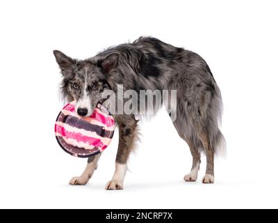 Blauer Merle-Border-Collie-Hund, steht seitlich und hält Frisbee im Mund. Ich schaue direkt in die Kamera. Isoliert auf weißem Hintergrund. Stockfoto