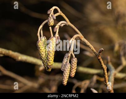 Im Spätwinter zeigen viele Bäume Anzeichen des eindringenden Frühlings. Diese Alder produziert Katzenfutter, männliche, Pollen, die Blumen produzieren Stockfoto