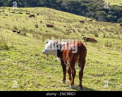 Blick auf die Kuh auf einem grünen Feld an einem sonnigen Tag, Tawharanui Regional Park, Neuseeland. Stockfoto